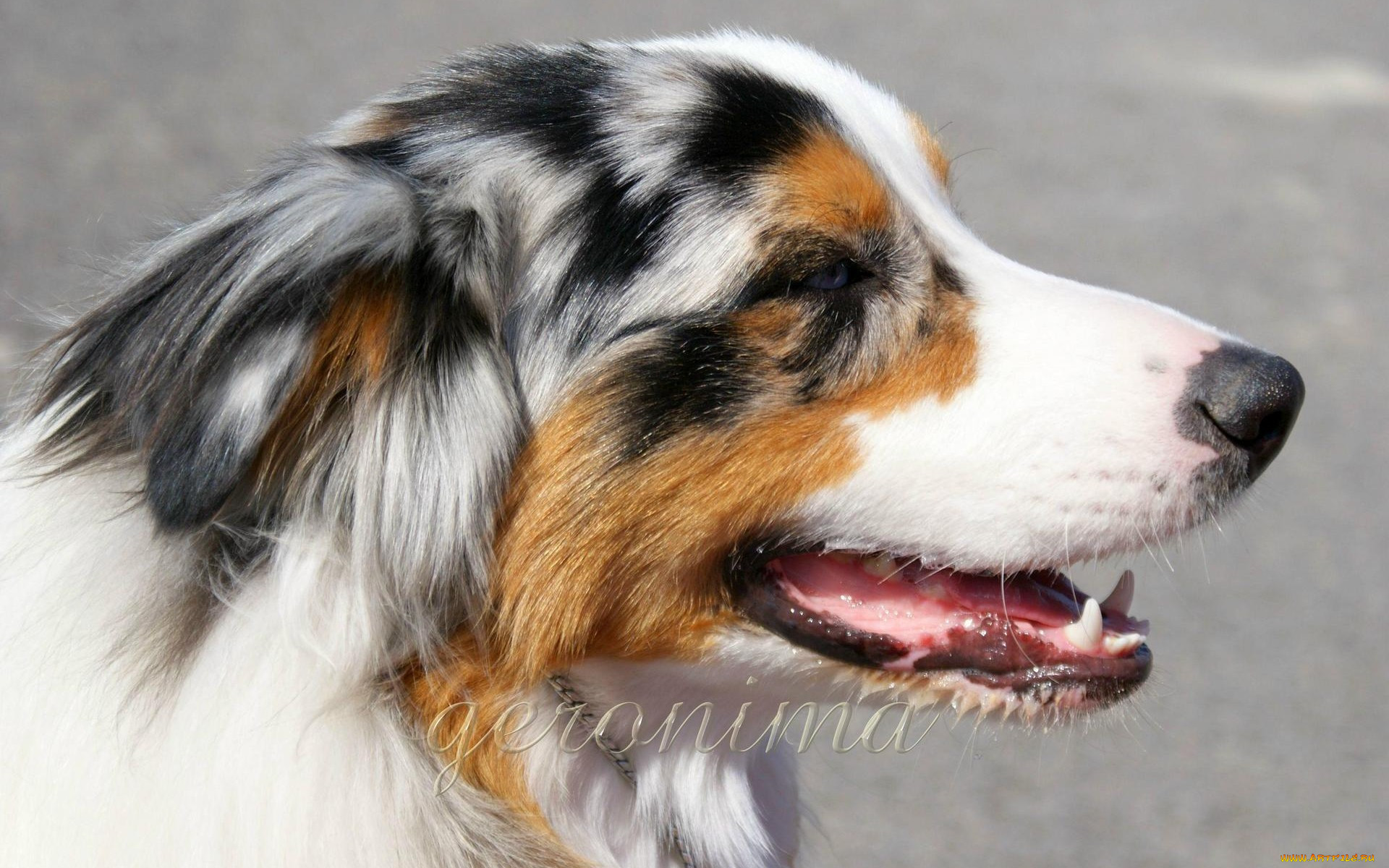 , geronima, , , australian, shepherd